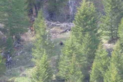 ...Spotted a bear...